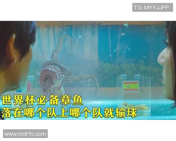 章鱼如何成为足球明星的代名词与背后的故事揭秘